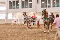 Petes Equine Photography of the draft horse hitch and mini horse competitions at the 2024 Ancaster Fair.