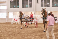 Petes Equine Photography of the draft horse hitch and mini horse competitions at the 2024 Ancaster Fair.