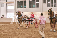 Petes Equine Photography of the draft horse hitch and mini horse competitions at the 2024 Ancaster Fair.