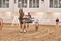 Petes Equine Photography of the draft horse hitch and mini horse competitions at the 2024 Ancaster Fair.