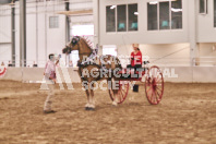 Petes Equine Photography of the draft horse hitch and mini horse competitions at the 2024 Ancaster Fair.