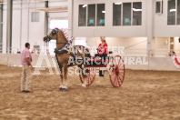 Petes Equine Photography of the draft horse hitch and mini horse competitions at the 2024 Ancaster Fair.