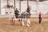 Petes Equine Photography of the draft horse hitch and mini horse competitions at the 2024 Ancaster Fair.