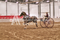 Petes Equine Photography of the draft horse hitch and mini horse competitions at the 2024 Ancaster Fair.