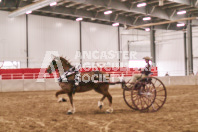 Petes Equine Photography of the draft horse hitch and mini horse competitions at the 2024 Ancaster Fair.