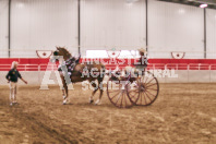 Petes Equine Photography of the draft horse hitch and mini horse competitions at the 2024 Ancaster Fair.