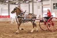 Petes Equine Photography of the draft horse hitch and mini horse competitions at the 2024 Ancaster Fair.