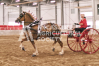 Petes Equine Photography of the draft horse hitch and mini horse competitions at the 2024 Ancaster Fair.