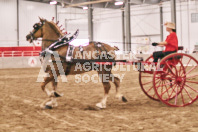 Petes Equine Photography of the draft horse hitch and mini horse competitions at the 2024 Ancaster Fair.