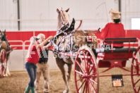 Petes Equine Photography of the draft horse hitch and mini horse competitions at the 2024 Ancaster Fair.