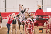 Petes Equine Photography of the draft horse hitch and mini horse competitions at the 2024 Ancaster Fair.