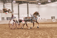 Petes Equine Photography of the draft horse hitch and mini horse competitions at the 2024 Ancaster Fair.