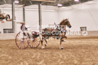 Petes Equine Photography of the draft horse hitch and mini horse competitions at the 2024 Ancaster Fair.