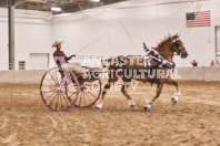 Petes Equine Photography of the draft horse hitch and mini horse competitions at the 2024 Ancaster Fair.