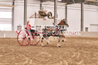 Petes Equine Photography of the draft horse hitch and mini horse competitions at the 2024 Ancaster Fair.