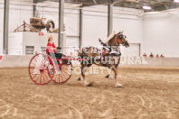 Petes Equine Photography of the draft horse hitch and mini horse competitions at the 2024 Ancaster Fair.