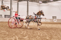 Petes Equine Photography of the draft horse hitch and mini horse competitions at the 2024 Ancaster Fair.