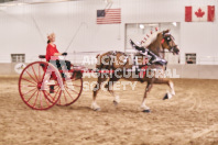 Petes Equine Photography of the draft horse hitch and mini horse competitions at the 2024 Ancaster Fair.