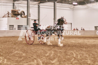 Petes Equine Photography of the draft horse hitch and mini horse competitions at the 2024 Ancaster Fair.