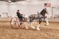 Petes Equine Photography of the draft horse hitch and mini horse competitions at the 2024 Ancaster Fair.