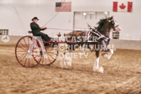 Petes Equine Photography of the draft horse hitch and mini horse competitions at the 2024 Ancaster Fair.