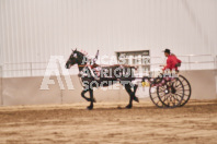 Petes Equine Photography of the draft horse hitch and mini horse competitions at the 2024 Ancaster Fair.