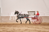 Petes Equine Photography of the draft horse hitch and mini horse competitions at the 2024 Ancaster Fair.