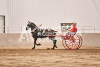 Petes Equine Photography of the draft horse hitch and mini horse competitions at the 2024 Ancaster Fair.