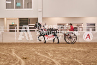 Petes Equine Photography of the draft horse hitch and mini horse competitions at the 2024 Ancaster Fair.