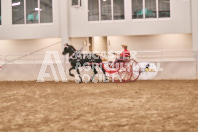 Petes Equine Photography of the draft horse hitch and mini horse competitions at the 2024 Ancaster Fair.