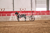 Petes Equine Photography of the draft horse hitch and mini horse competitions at the 2024 Ancaster Fair.