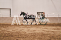 Petes Equine Photography of the draft horse hitch and mini horse competitions at the 2024 Ancaster Fair.