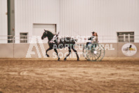 Petes Equine Photography of the draft horse hitch and mini horse competitions at the 2024 Ancaster Fair.