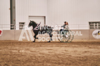 Petes Equine Photography of the draft horse hitch and mini horse competitions at the 2024 Ancaster Fair.