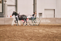 Petes Equine Photography of the draft horse hitch and mini horse competitions at the 2024 Ancaster Fair.