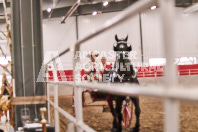 Petes Equine Photography of the draft horse hitch and mini horse competitions at the 2024 Ancaster Fair.