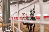 Petes Equine Photography of the draft horse hitch and mini horse competitions at the 2024 Ancaster Fair.