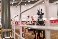 Petes Equine Photography of the draft horse hitch and mini horse competitions at the 2024 Ancaster Fair.