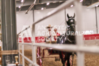 Petes Equine Photography of the draft horse hitch and mini horse competitions at the 2024 Ancaster Fair.