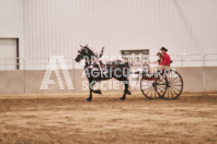 Petes Equine Photography of the draft horse hitch and mini horse competitions at the 2024 Ancaster Fair.