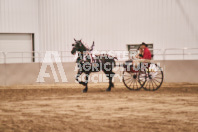 Petes Equine Photography of the draft horse hitch and mini horse competitions at the 2024 Ancaster Fair.