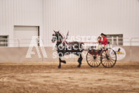 Petes Equine Photography of the draft horse hitch and mini horse competitions at the 2024 Ancaster Fair.