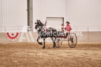 Petes Equine Photography of the draft horse hitch and mini horse competitions at the 2024 Ancaster Fair.