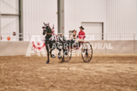 Petes Equine Photography of the draft horse hitch and mini horse competitions at the 2024 Ancaster Fair.