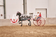 Petes Equine Photography of the draft horse hitch and mini horse competitions at the 2024 Ancaster Fair.