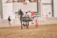 Petes Equine Photography of the draft horse hitch and mini horse competitions at the 2024 Ancaster Fair.