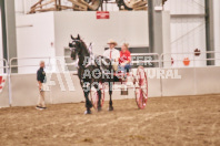 Petes Equine Photography of the draft horse hitch and mini horse competitions at the 2024 Ancaster Fair.