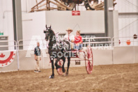 Petes Equine Photography of the draft horse hitch and mini horse competitions at the 2024 Ancaster Fair.