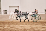 Petes Equine Photography of the draft horse hitch and mini horse competitions at the 2024 Ancaster Fair.