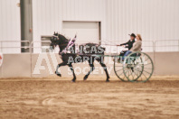 Petes Equine Photography of the draft horse hitch and mini horse competitions at the 2024 Ancaster Fair.